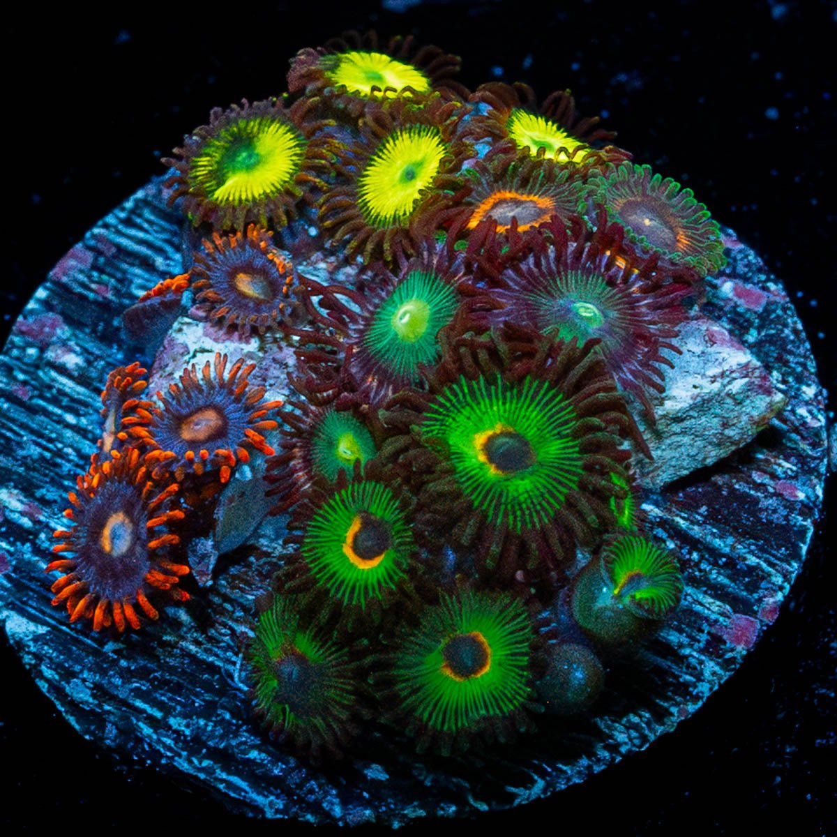 Zoanthid Multi Plug - riptide aquaculture llc