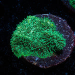 Pavona - riptide aquaculture llc