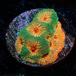 Fascination Favia - riptide aquaculture llc