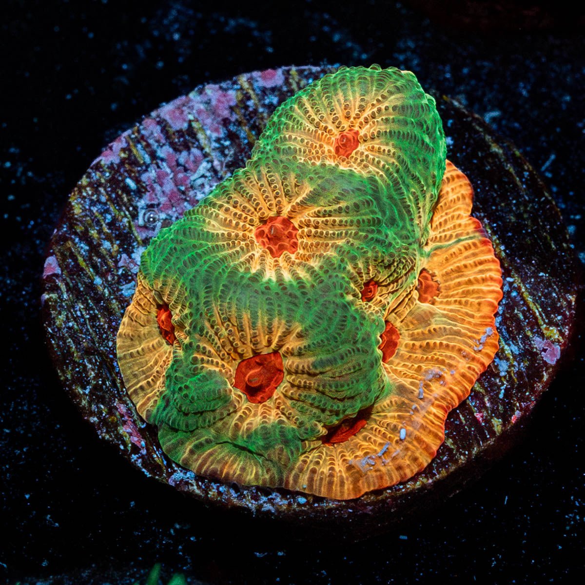 Fascination Favia - riptide aquaculture llc