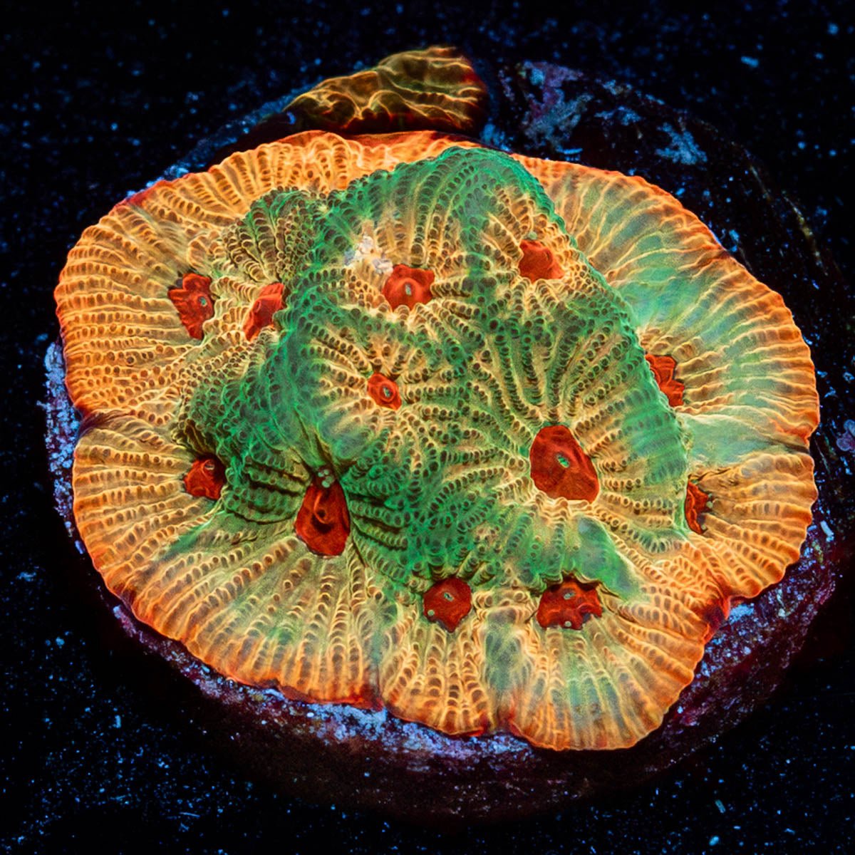 Fascination Favia - riptide aquaculture llc