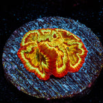 Scorpion King Favia - riptide aquaculture llc