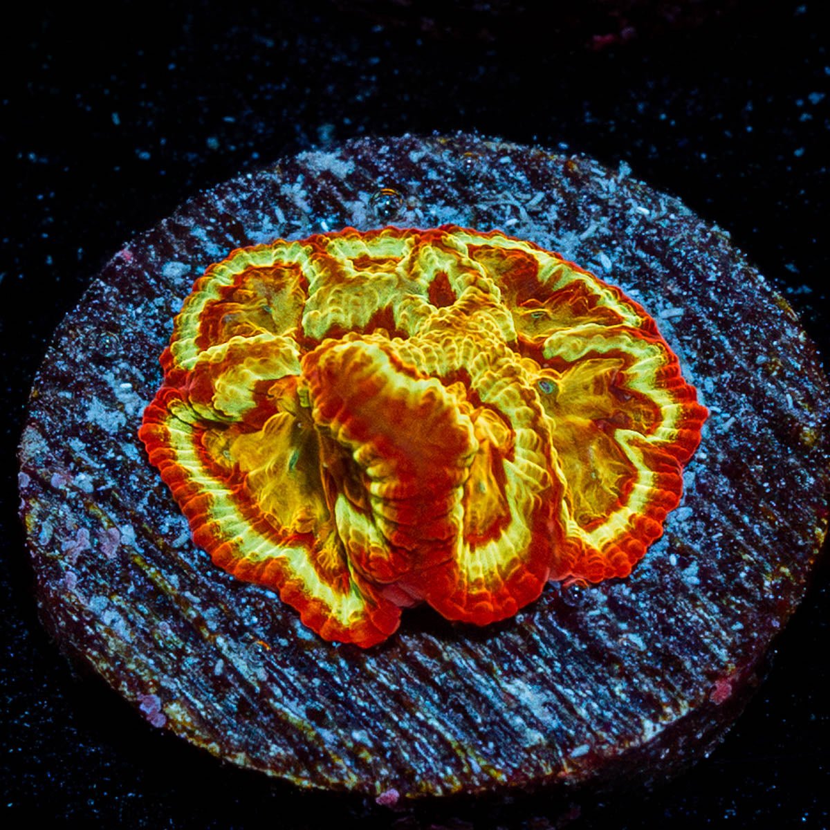 Scorpion King Favia - riptide aquaculture llc