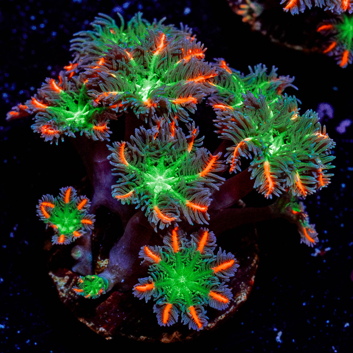 ARC FireWork Clove Polyps 