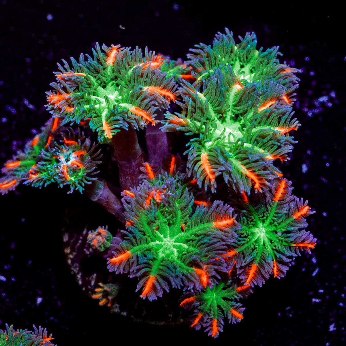 ARC FireWork Clove Polyps 