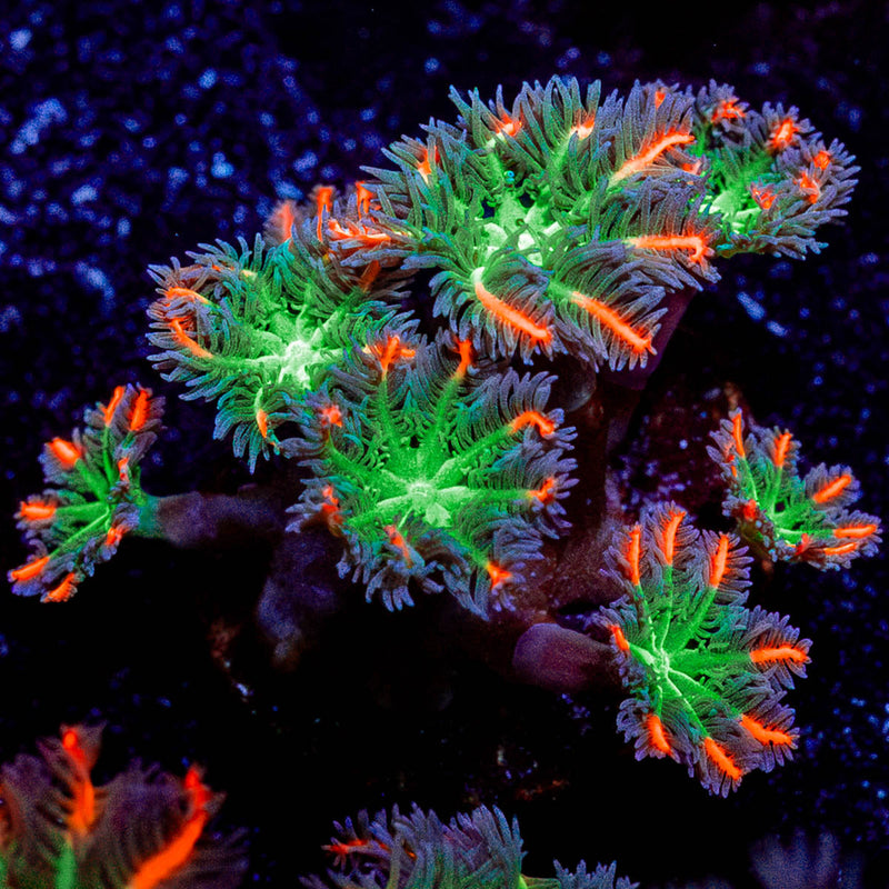 ARC FireWork Clove Polyps