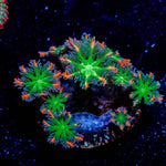 ARC FireWork Clove Polyps 