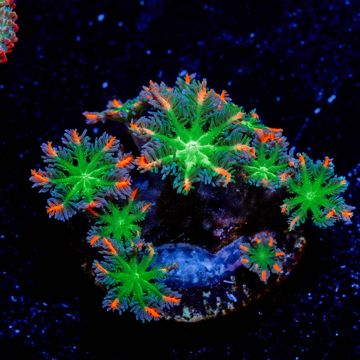 ARC FireWork Clove Polyps 