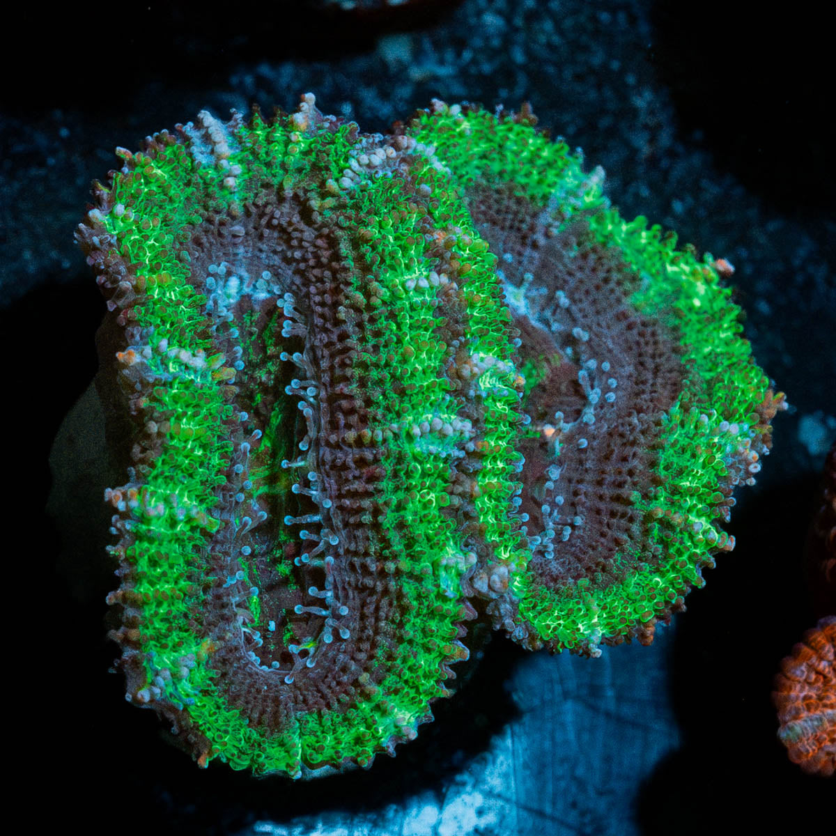 Acan / Micromussa 