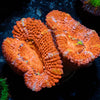 Acan / Micromussa 