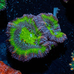 Acan / Micromussa 