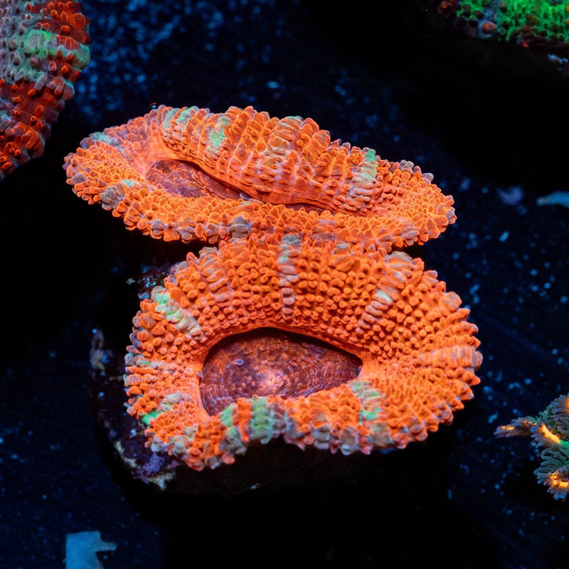 Acan / Micromussa