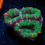 Acan / Micromussa - riptide aquaculture llc