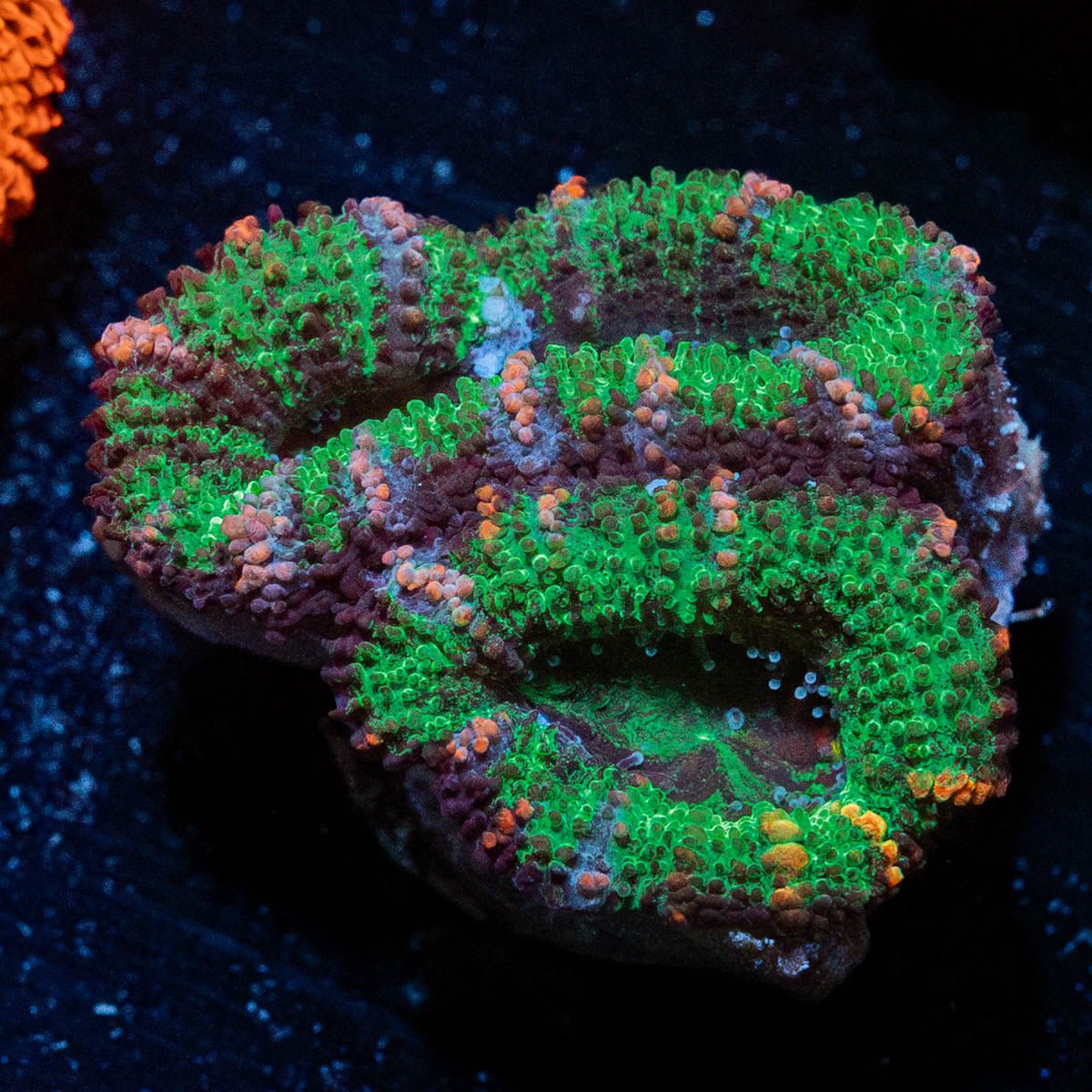 Acan / Micromussa - riptide aquaculture llc