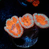 Acan / Micromussa - riptide aquaculture llc