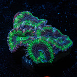 Acan / Micromussa 