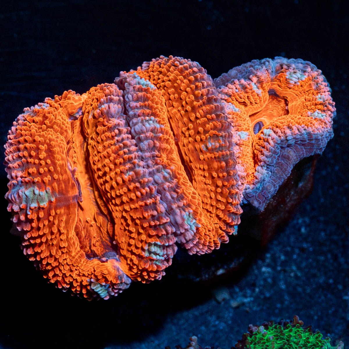 Acan / Micromussa - riptide aquaculture llc