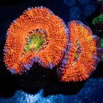 Acan / Micromussa 