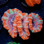 Acan / Micromussa - riptide aquaculture llc