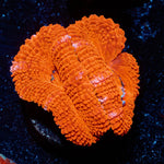 Acan / Micromussa - riptide aquaculture llc