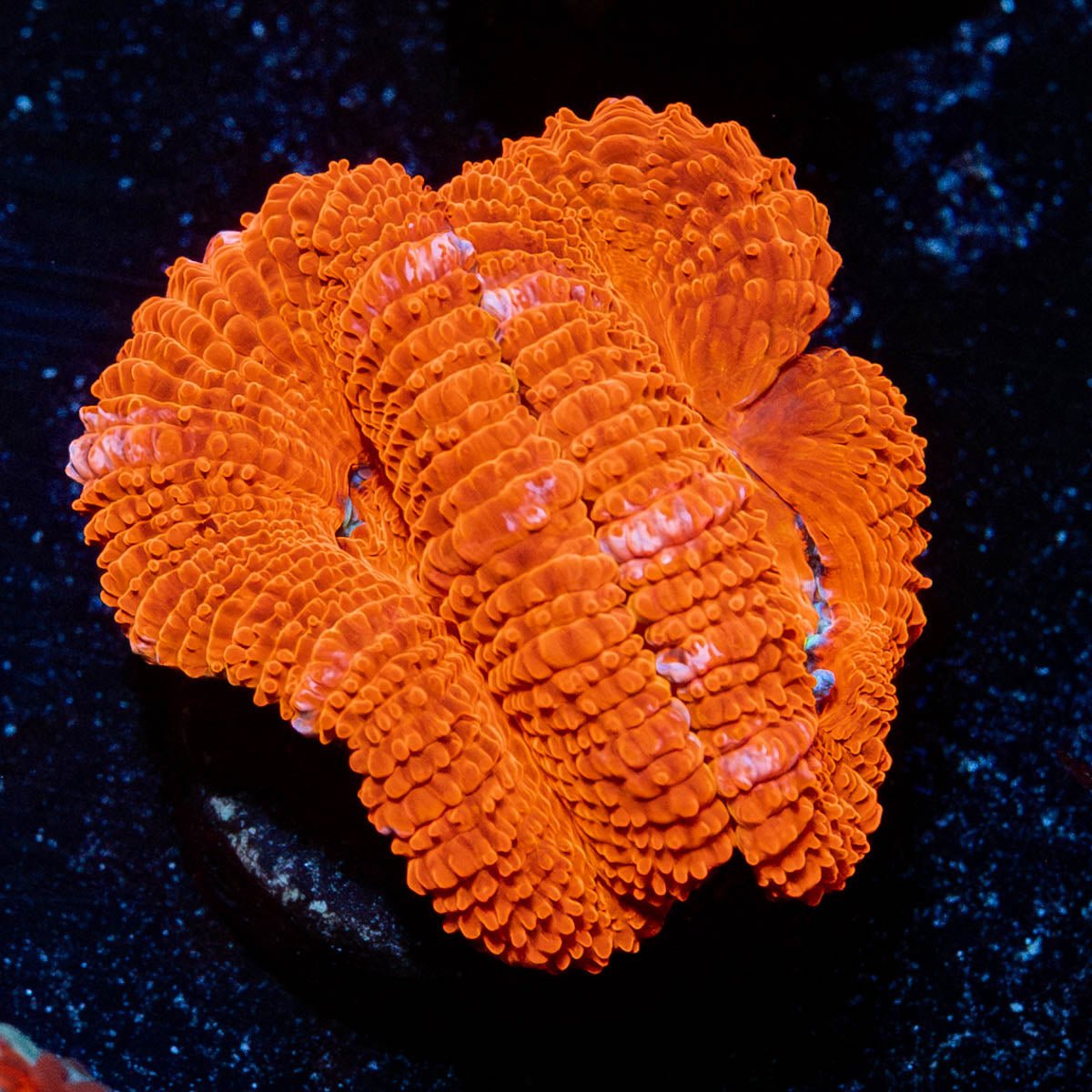 Acan / Micromussa - riptide aquaculture llc