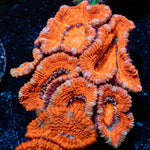 Acan / Micromussa 