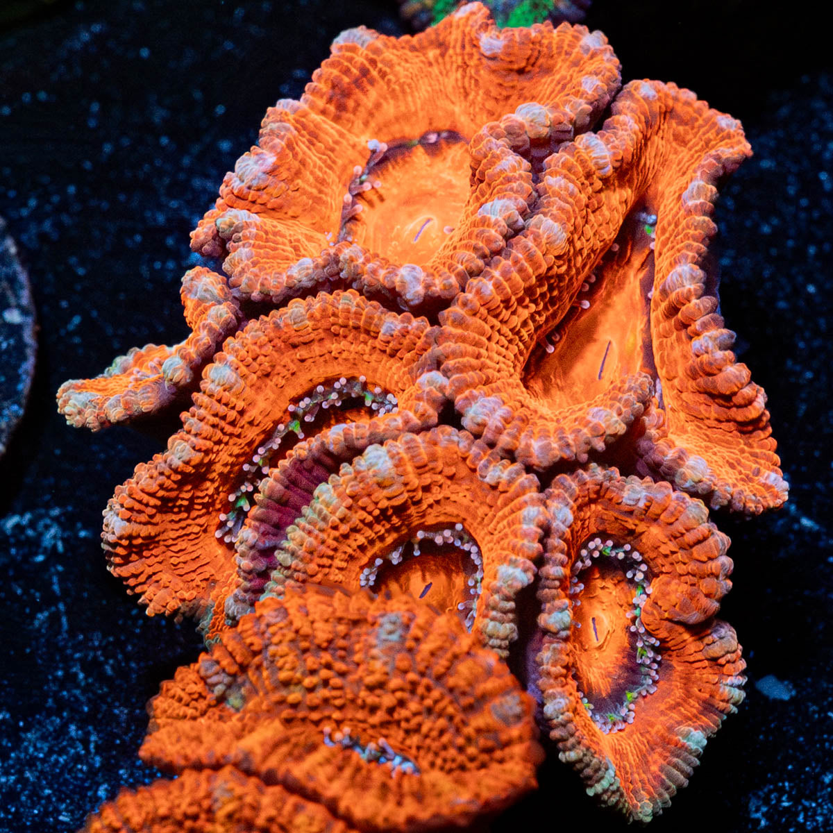 Acan / Micromussa 