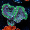 Acan / Micromussa - riptide aquaculture llc