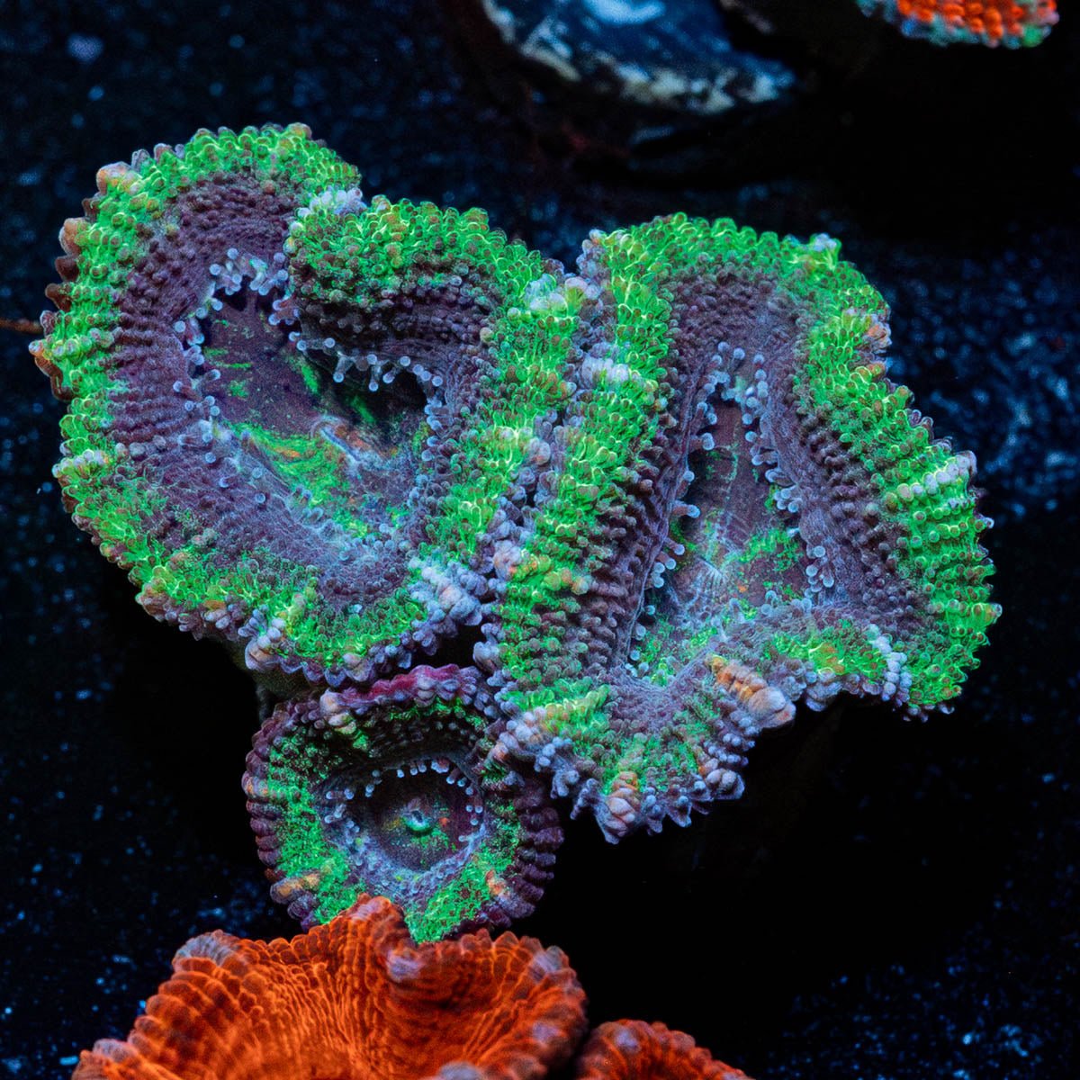 Acan / Micromussa - riptide aquaculture llc