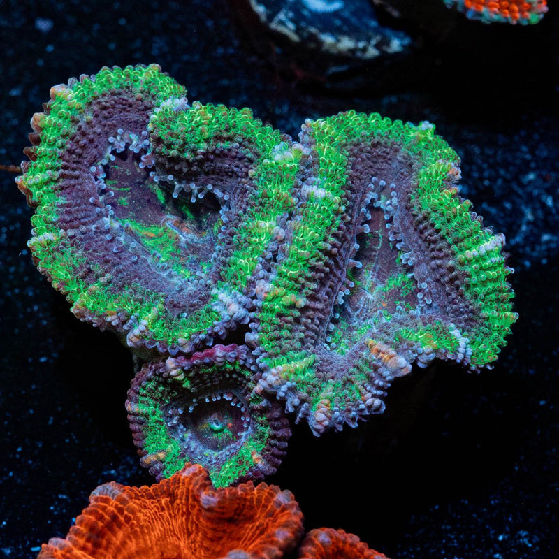 Acan / Micromussa