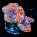 Acan / Micromussa - riptide aquaculture llc