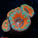 Acan / Micromussa 