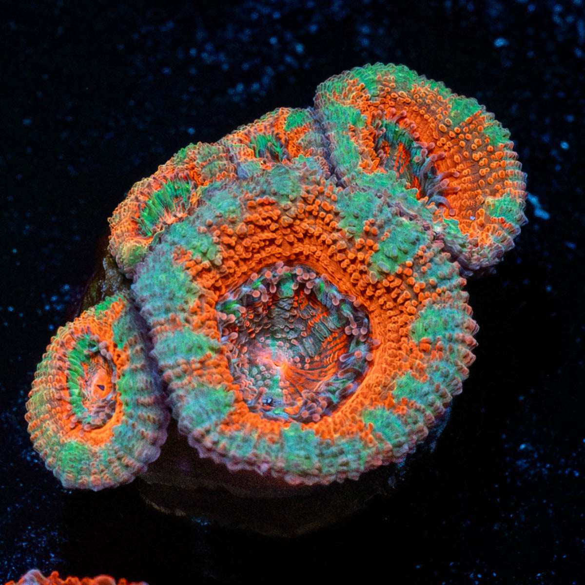 Acan / Micromussa 
