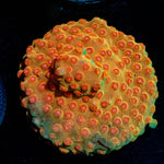 Defcon Cypreastrea - riptide aquaculture llc