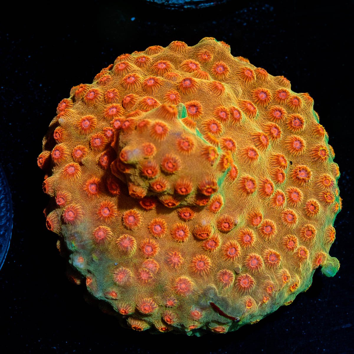 Defcon Cypreastrea - riptide aquaculture llc