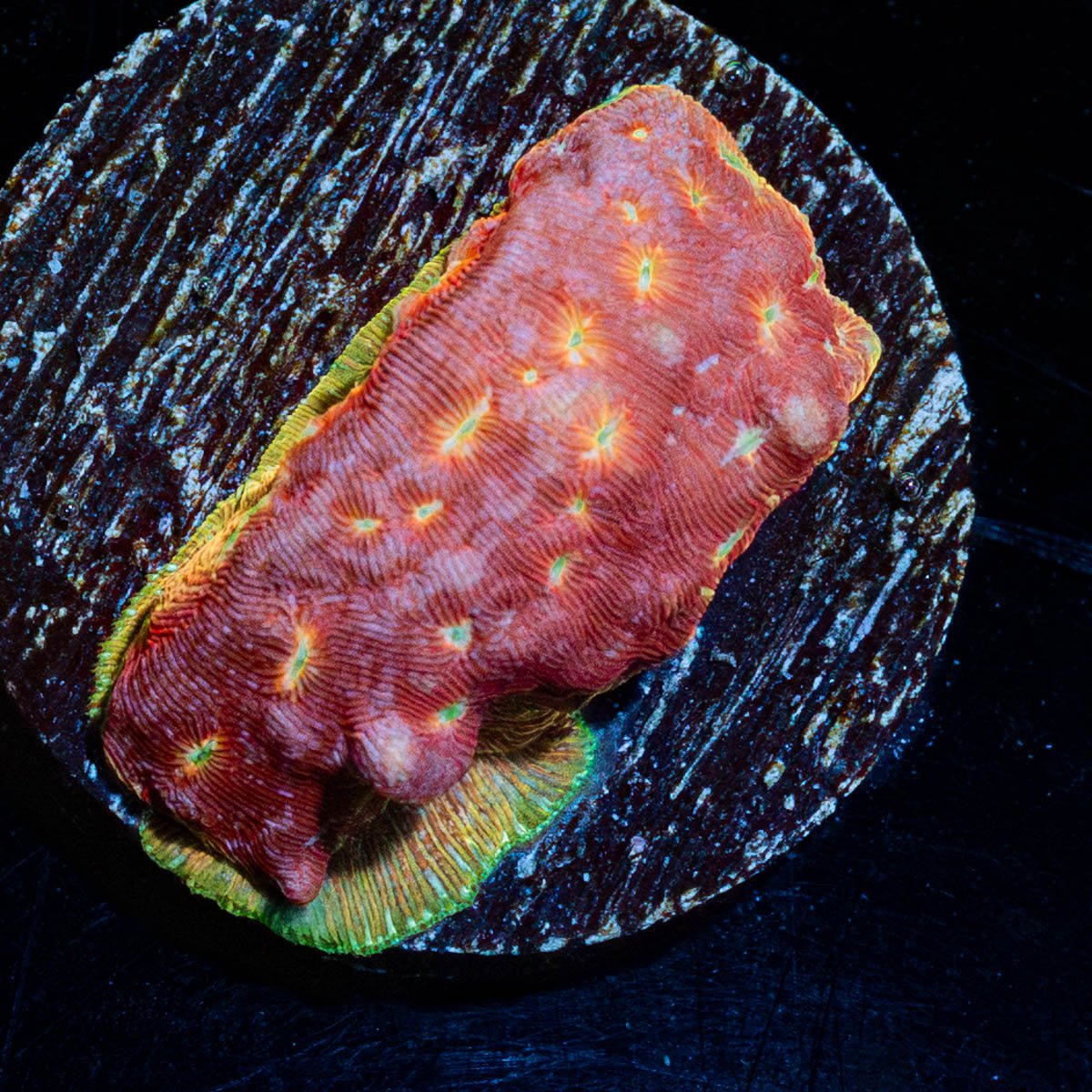 Klepto Lepto - riptide aquaculture llc