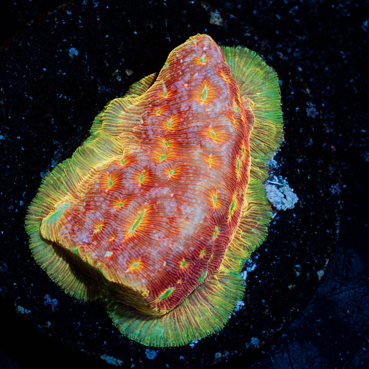 Klepto Lepto - riptide aquaculture llc