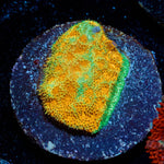 Watermelon Psammocora - riptide aquaculture llc