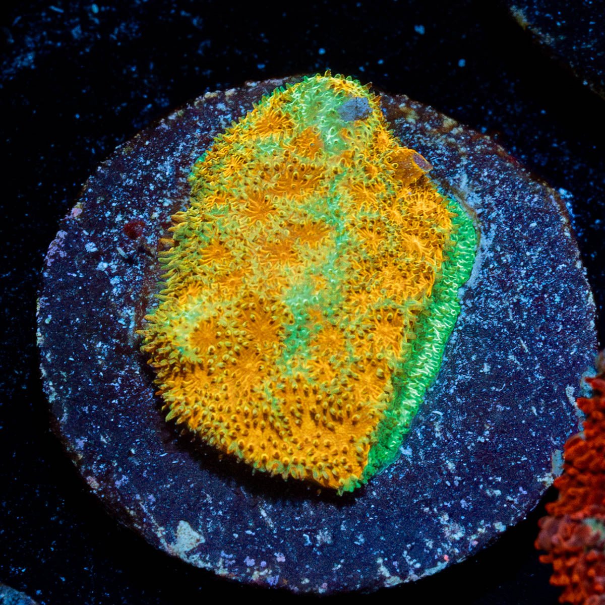 Watermelon Psammocora - riptide aquaculture llc