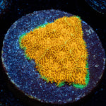 Watermelon Psammocora - riptide aquaculture llc