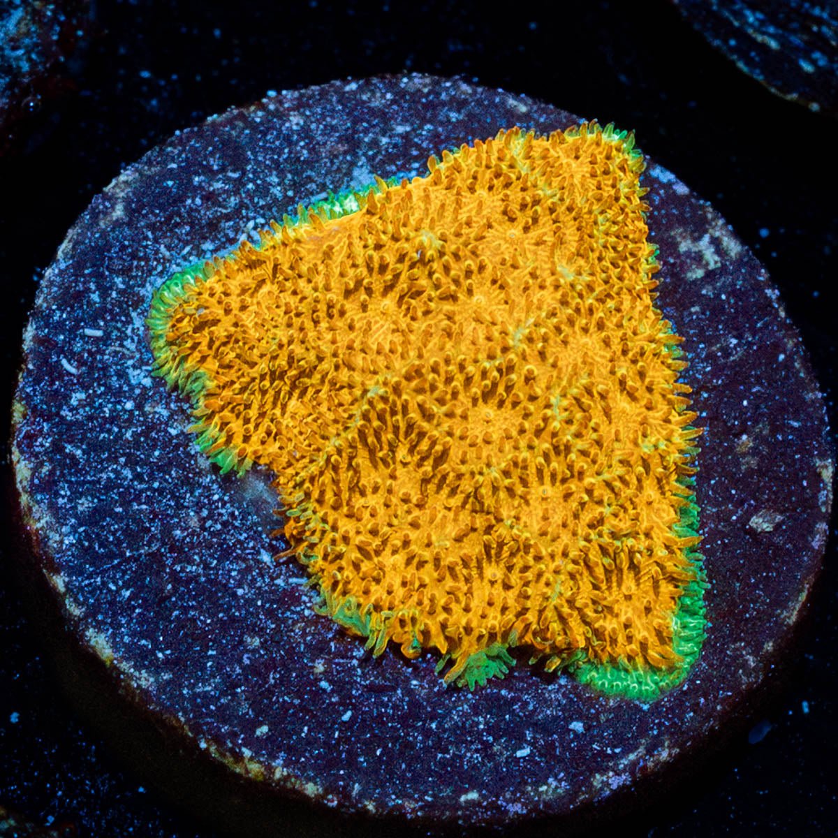 Watermelon Psammocora - riptide aquaculture llc