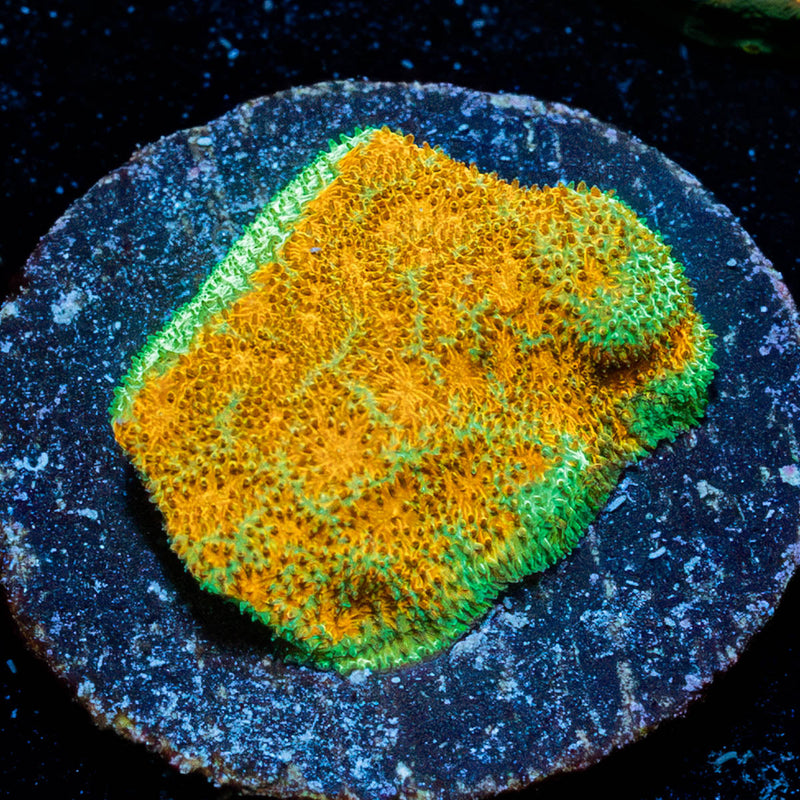 Watermelon Psammocora