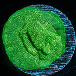 Green Lantern Lepto - riptide aquaculture llc