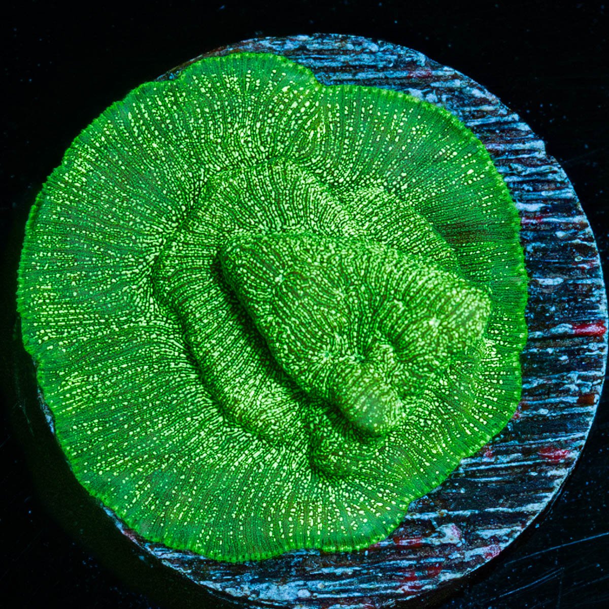 Green Lantern Lepto - riptide aquaculture llc