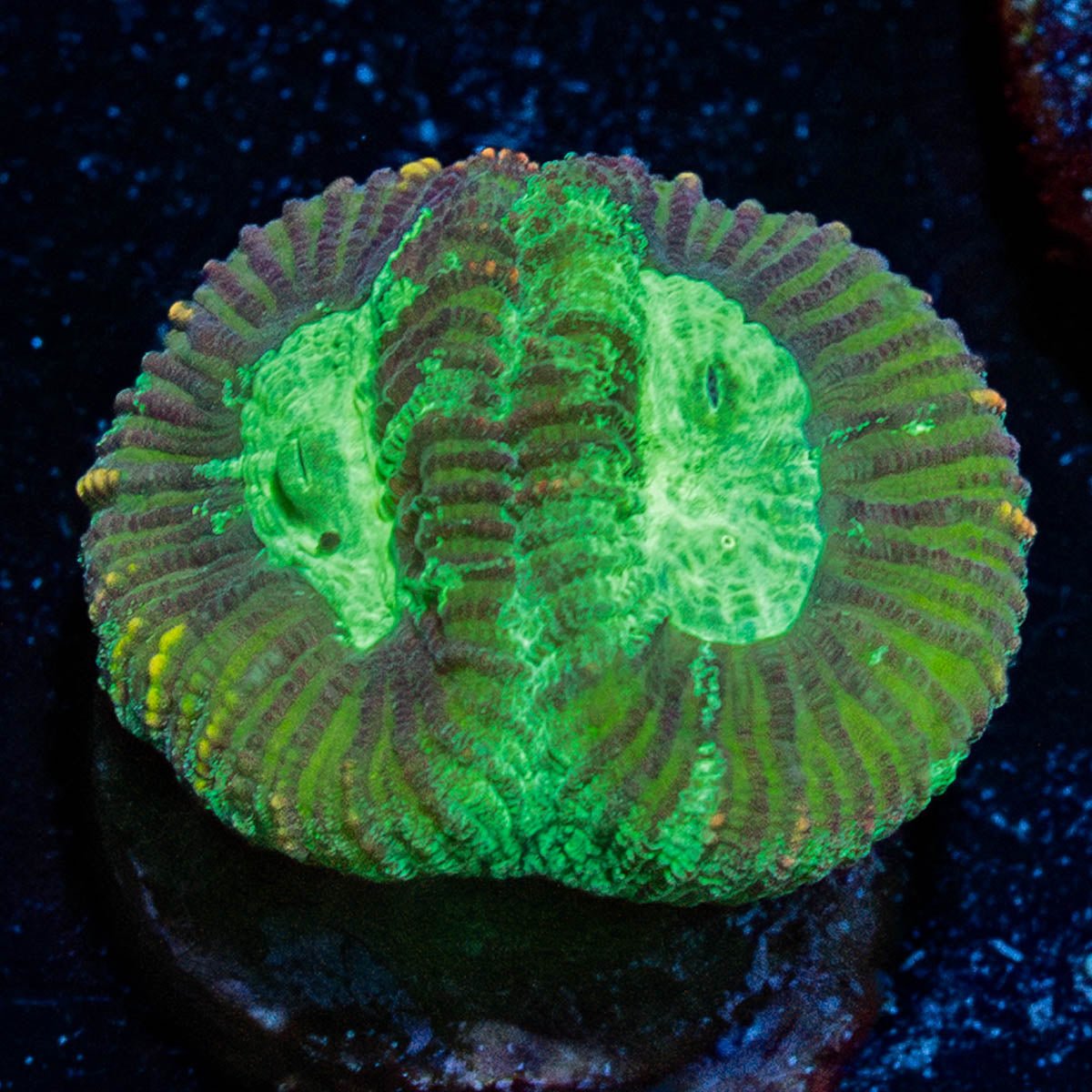 Favia - riptide aquaculture llc