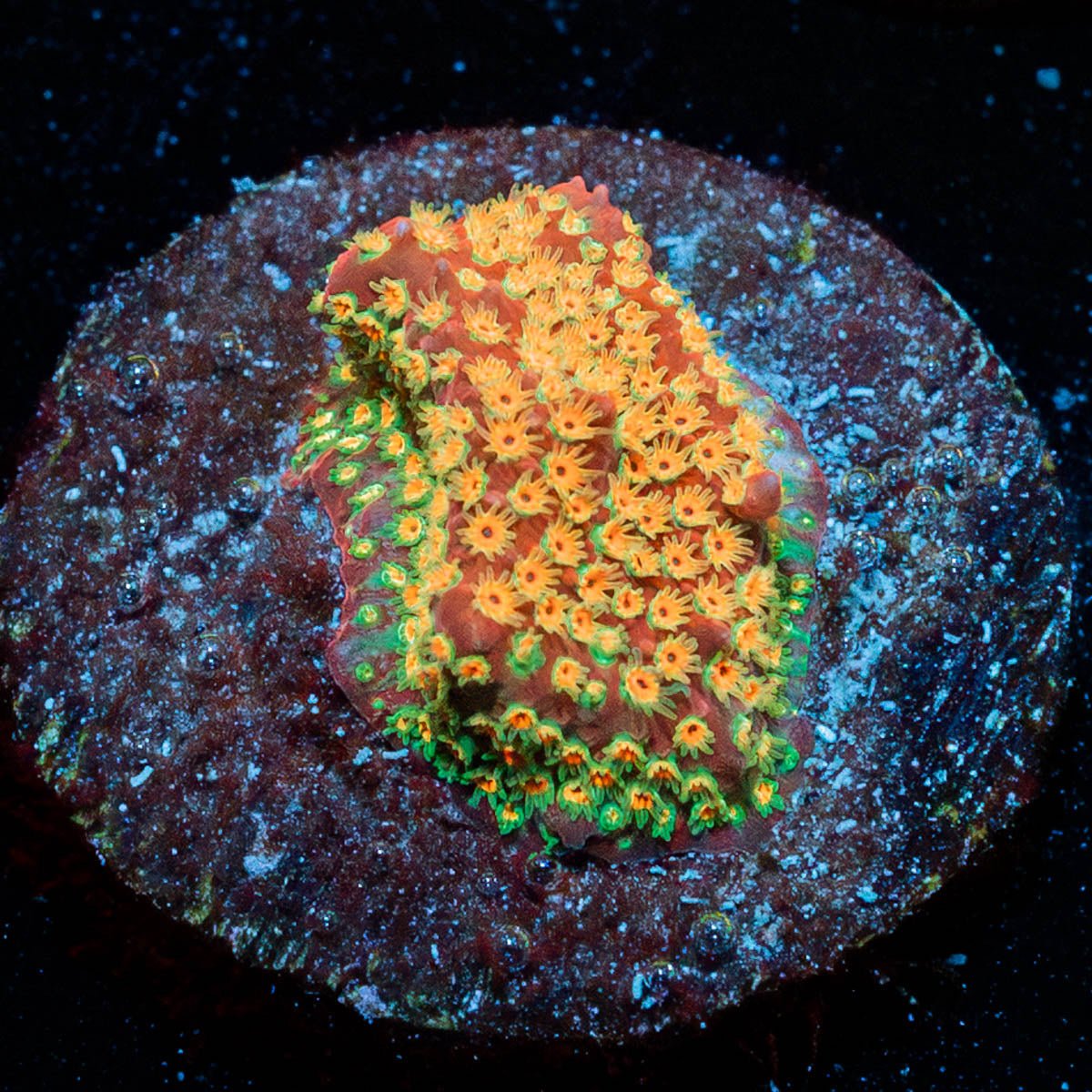 Loony Toons Stylostinellia - riptide aquaculture llc