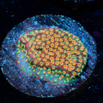 Loony Toons Stylostinellia 