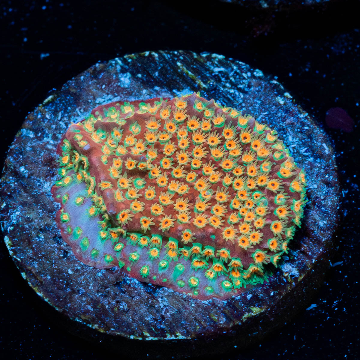 Loony Toons Stylostinellia 