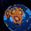 Rainbow Hornets Zoanthid 