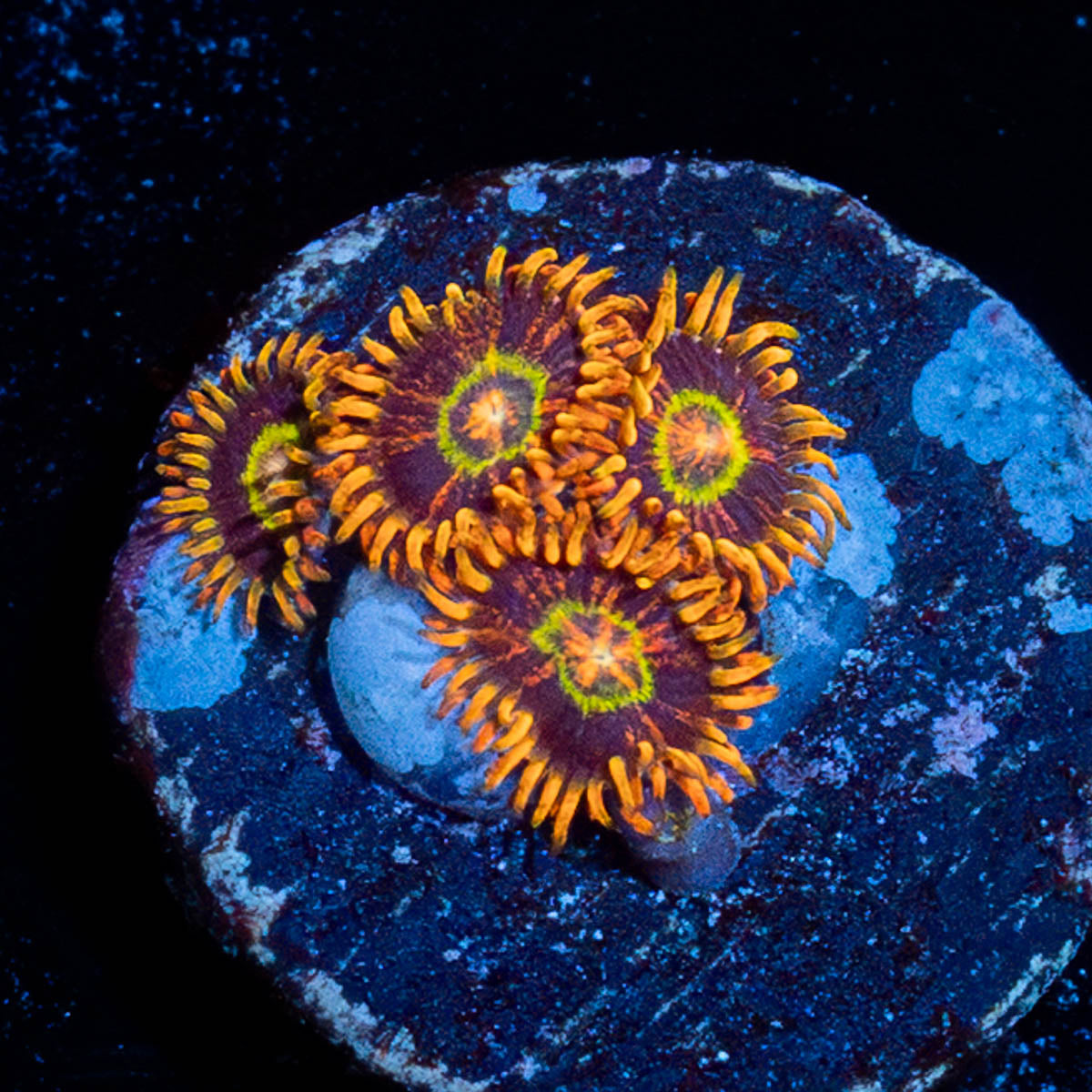 Rainbow Hornets Zoanthid 